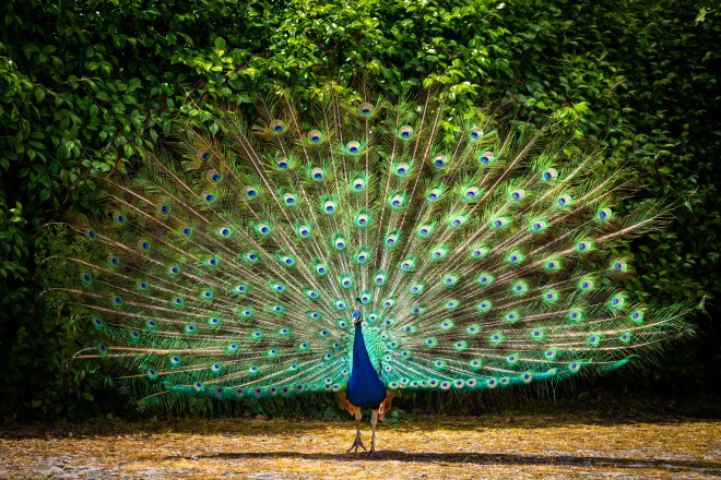 Dia7_Quinta_da_Aveleda-13